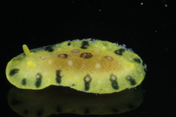 Media type: image;   Malacology 393878 Description: live specimen;